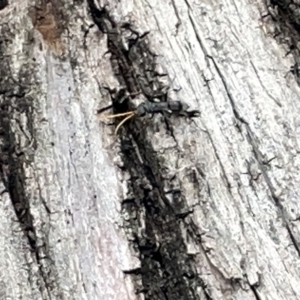 Pompilidae (family) at Acton, ACT - 26 Mar 2023 12:42 PM