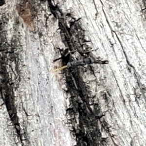 Pompilidae (family) at Acton, ACT - 26 Mar 2023