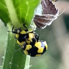 Illeis galbula (Fungus-eating Ladybird) at Acton, ACT - 26 Mar 2023 by Hejor1