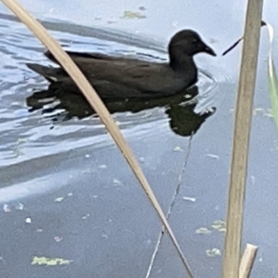 Gallinula tenebrosa (Dusky Moorhen) at Sullivans Creek, Acton - 26 Mar 2023 by Hejor1