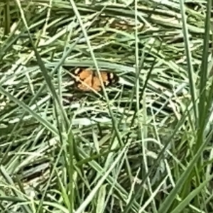 Heteronympha merope at Acton, ACT - 26 Mar 2023 12:23 PM