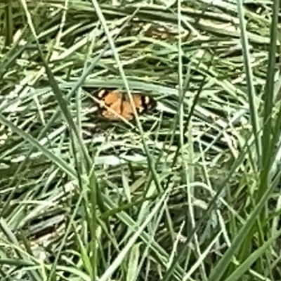 Heteronympha merope (Common Brown Butterfly) at Acton, ACT - 26 Mar 2023 by Hejor1