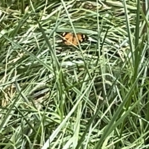 Heteronympha merope at Acton, ACT - 26 Mar 2023