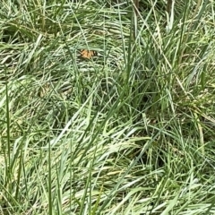 Heteronympha merope at Acton, ACT - 26 Mar 2023