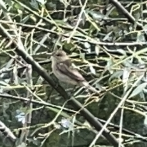 Acrocephalus australis at Acton, ACT - 26 Mar 2023 12:22 PM