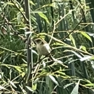 Acrocephalus australis at Acton, ACT - 26 Mar 2023 12:22 PM