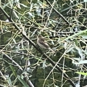 Acrocephalus australis at Acton, ACT - 26 Mar 2023 12:22 PM