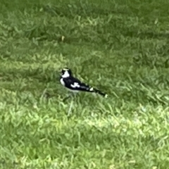 Grallina cyanoleuca (Magpie-lark) at Sullivans Creek, Acton - 26 Mar 2023 by Hejor1