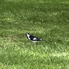 Grallina cyanoleuca at Acton, ACT - 26 Mar 2023