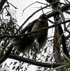 Rhipidura albiscapa at Fyshwick, ACT - 25 Mar 2023 02:16 PM