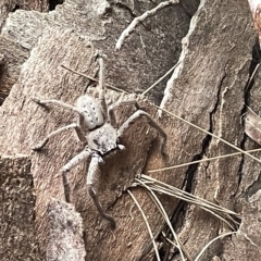 Isopeda sp. (genus) (Huntsman Spider) at Jerrabomberra Wetlands - 25 Mar 2023 by Hejor1