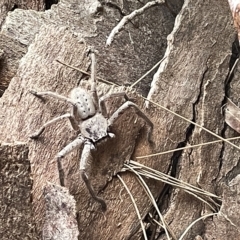Isopeda (genus) (Huntsman Spider) at Jerrabomberra Wetlands - 25 Mar 2023 by Hejor1
