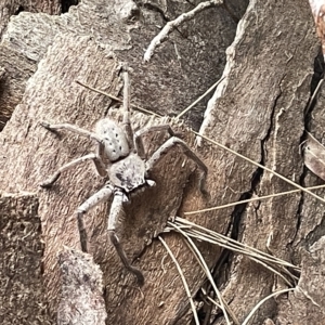 Isopeda sp. (genus) at Fyshwick, ACT - 25 Mar 2023 02:33 PM