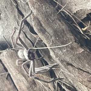 Isopeda sp. (genus) at Fyshwick, ACT - 25 Mar 2023 02:33 PM