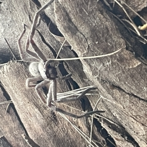 Isopeda sp. (genus) at Fyshwick, ACT - 25 Mar 2023 02:33 PM