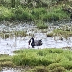 Cygnus atratus at Fyshwick, ACT - 25 Mar 2023 02:39 PM