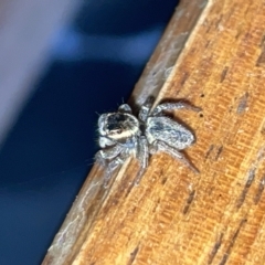 Maratus griseus (Jumping spider) at Jerrabomberra Wetlands - 25 Mar 2023 by Hejor1