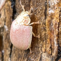 Paropsis atomaria (Eucalyptus leaf beetle) at Jerrabomberra Wetlands - 25 Mar 2023 by Hejor1