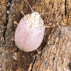 Paropsis atomaria at Fyshwick, ACT - 25 Mar 2023 03:32 PM