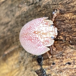 Paropsis atomaria at Fyshwick, ACT - 25 Mar 2023 03:32 PM