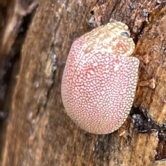 Paropsis atomaria at Fyshwick, ACT - 25 Mar 2023 03:32 PM