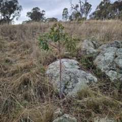 Brachychiton populneus subsp. populneus (Kurrajong) at Hawker, ACT - 25 Mar 2023 by sangio7