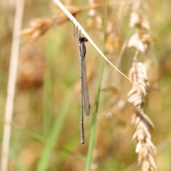 Austrolestes analis (Slender Ringtail) at Dryandra St Woodland - 24 Mar 2023 by ConBoekel