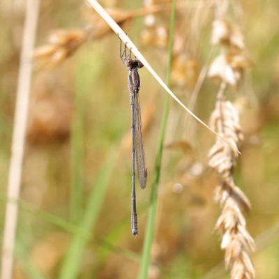 Austrolestes analis (Slender Ringtail) at Dryandra St Woodland - 24 Mar 2023 by ConBoekel