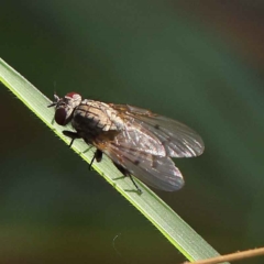 Anthomyia punctipennis at O'Connor, ACT - 23 Mar 2023 by ConBoekel