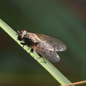 Anthomyia punctipennis at O'Connor, ACT - 24 Mar 2023 10:53 AM