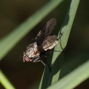 Anthomyia punctipennis at O'Connor, ACT - 24 Mar 2023 10:53 AM