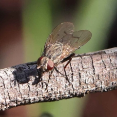 Anthomyia punctipennis at O'Connor, ACT - 24 Mar 2023