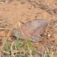 Heteronympha merope (Common Brown Butterfly) at O'Connor, ACT - 21 Mar 2023 by ConBoekel