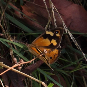 Heteronympha merope at O'Connor, ACT - 24 Mar 2023 10:19 AM