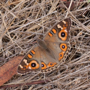 Junonia villida at O'Connor, ACT - 24 Mar 2023