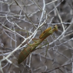 Pseudomantis albofimbriata (False garden mantis) at Cook, ACT - 26 Mar 2023 by Tammy