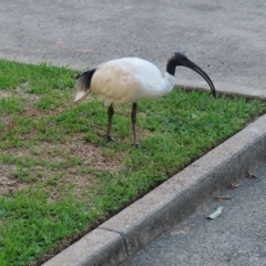 Threskiornis molucca (Australian White Ibis) at Brisbane City, QLD - 27 Mar 2023 by MatthewFrawley