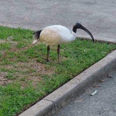 Threskiornis molucca (Australian White Ibis) at Brisbane City, QLD - 26 Mar 2023 by MatthewFrawley