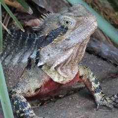 Intellagama lesueurii lesueurii (Eastern Water Dragon) at Brisbane City, QLD - 26 Mar 2023 by MatthewFrawley