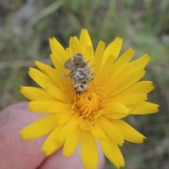 Heliocosma (genus) (A Tortricid moth) at Bruce Ridge to Gossan Hill - 30 Oct 2022 by michaelb