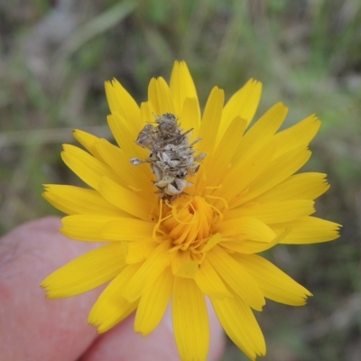 Heliocosma (genus) (A Tortricid moth) at Flea Bog Flat, Bruce - 30 Oct 2022 by michaelb