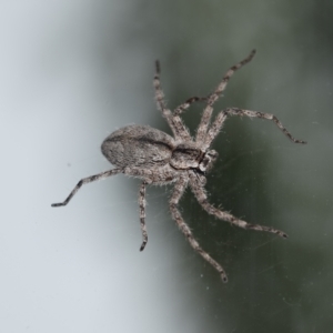 Holconia sp. (genus) at Greenleigh, NSW - 27 Mar 2023 07:14 AM