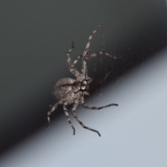 Holconia sp. (genus) at Greenleigh, NSW - 27 Mar 2023 07:14 AM