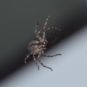 Holconia sp. (genus) at Greenleigh, NSW - 27 Mar 2023 07:14 AM