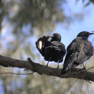 Corcorax melanorhamphos at Gundaroo, NSW - 19 Sep 2022