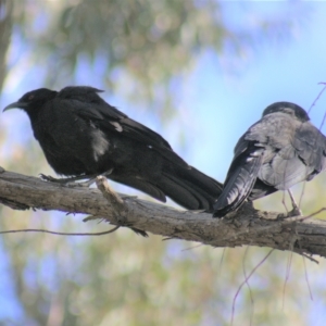 Corcorax melanorhamphos at Gundaroo, NSW - 19 Sep 2022