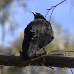 Corcorax melanorhamphos at Gundaroo, NSW - 19 Sep 2022