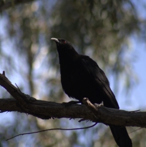 Corcorax melanorhamphos at Gundaroo, NSW - 19 Sep 2022