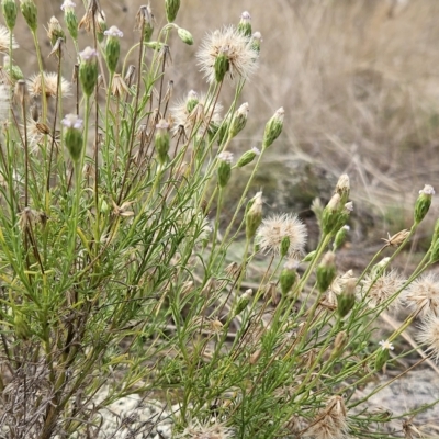Vittadinia muelleri (Narrow-leafed New Holland Daisy) at The Pinnacle - 26 Mar 2023 by sangio7