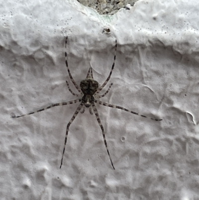 Tamopsis sp. (genus) (Two-tailed spider) at Canberra, ACT - 26 Mar 2023 by Hejor1